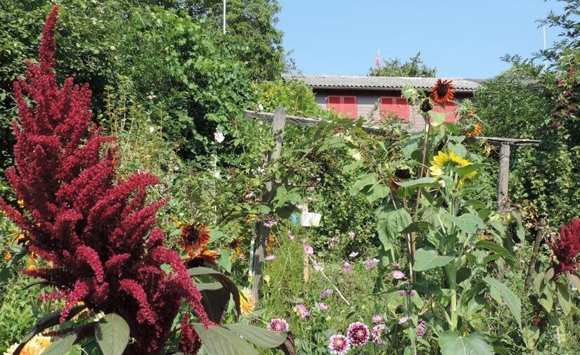 La gestión óptima de huertos urbanos potencia la biodiversidad y las interacciones ecológicas en las ciudades