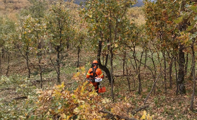 ACCIONA pone en marcha la restauración forestal de los montes de Piedralaves en Álava