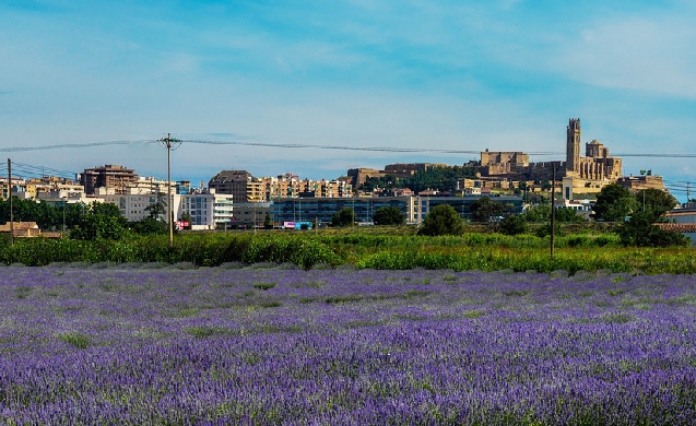 El Ayuntamiento de Lleida aprueba el nuevo contrato de mantenimiento de zonas verdes de la ciudad